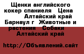 Щенки английского кокер спаниеля › Цена ­ 3 000 - Алтайский край, Барнаул г. Животные и растения » Собаки   . Алтайский край